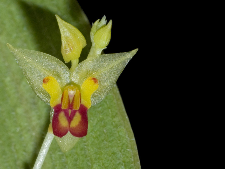 Lepanthes auriculata