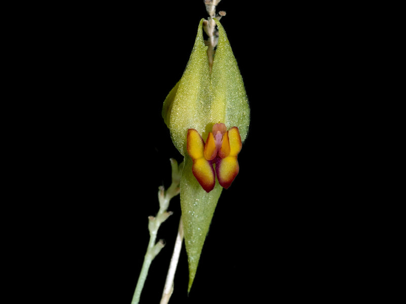 Lepanthes ballatrix