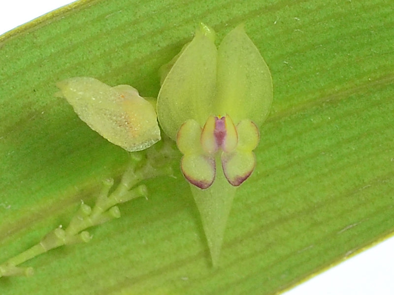 Lepanthes ballatrix