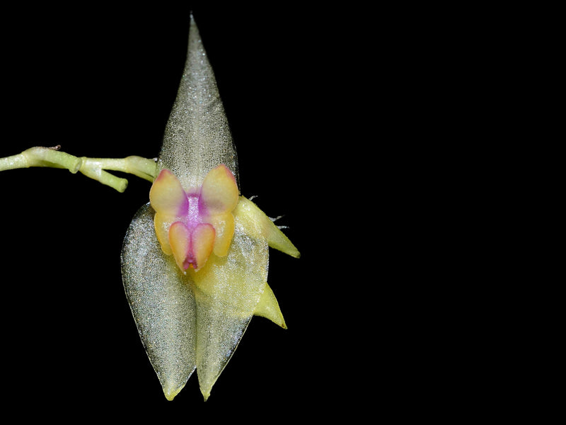 Lepanthes ballatrix