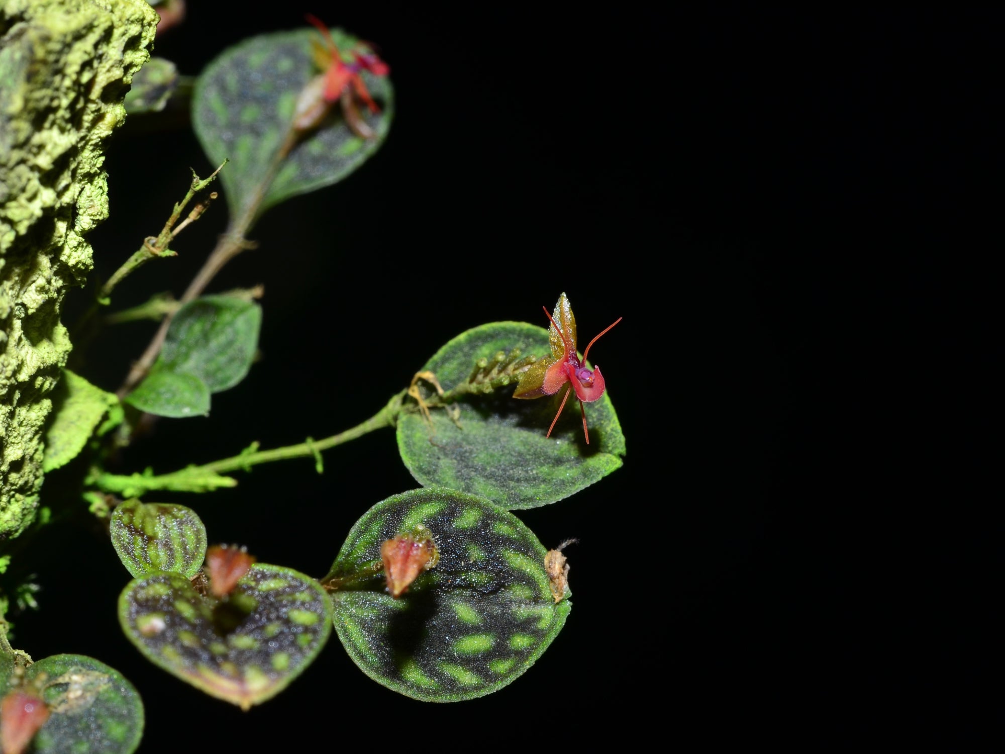 Lepanthes barbelifera – Floriferous Intermediate Miniature Orchid