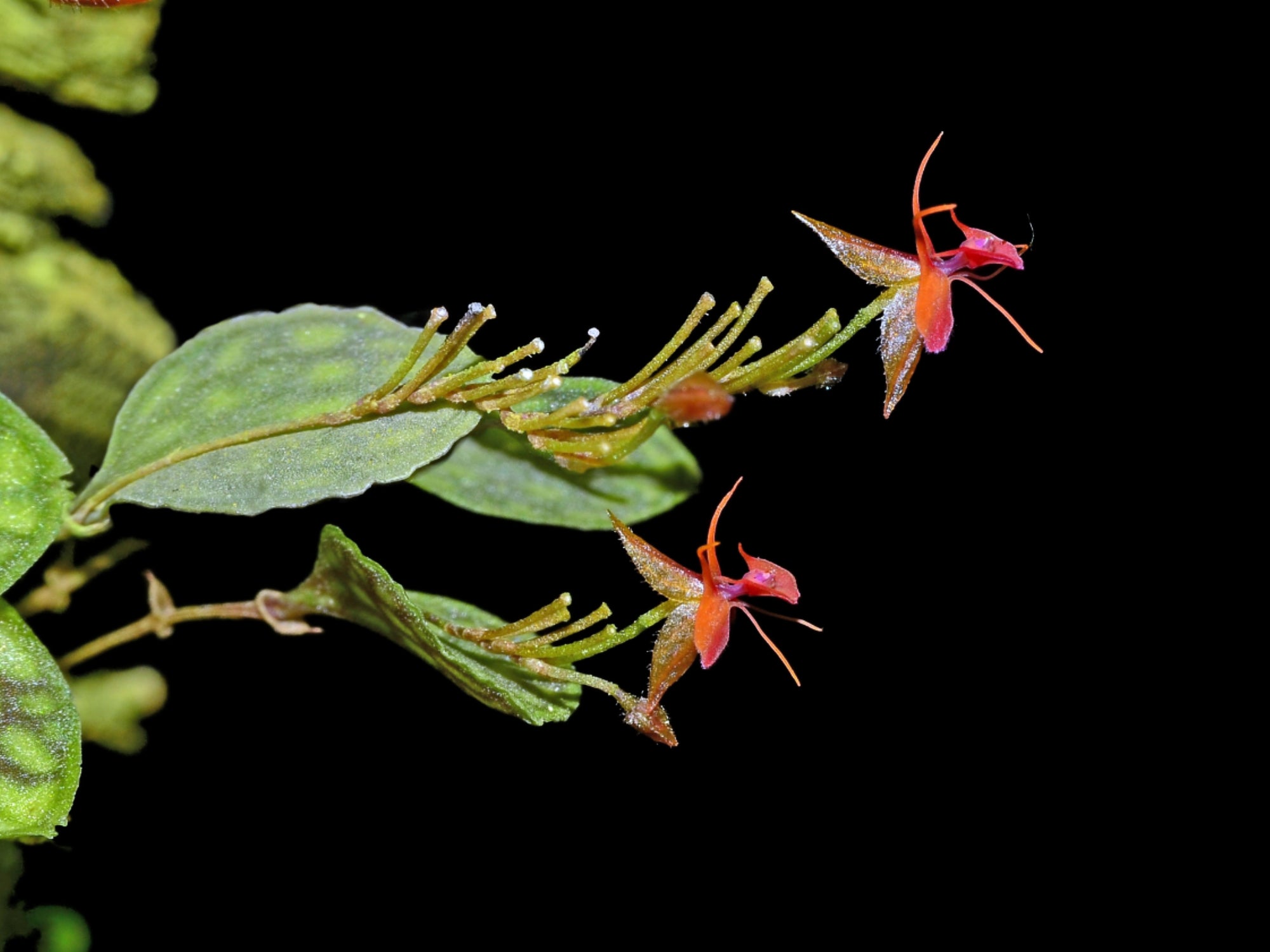 Lepanthes barbelifera – Floriferous Intermediate Miniature Orchid