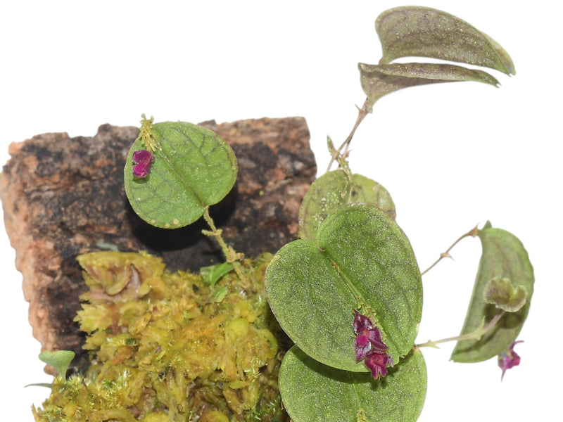 Lepanthes bibarbullata