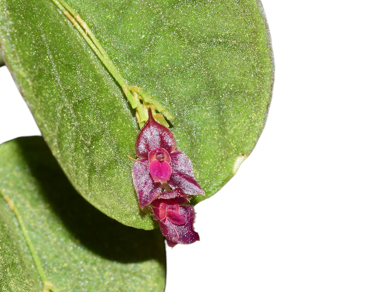 Lepanthes bibarbullata
