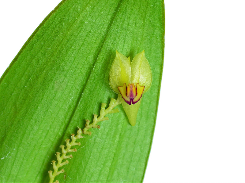 Lepanthes calliope