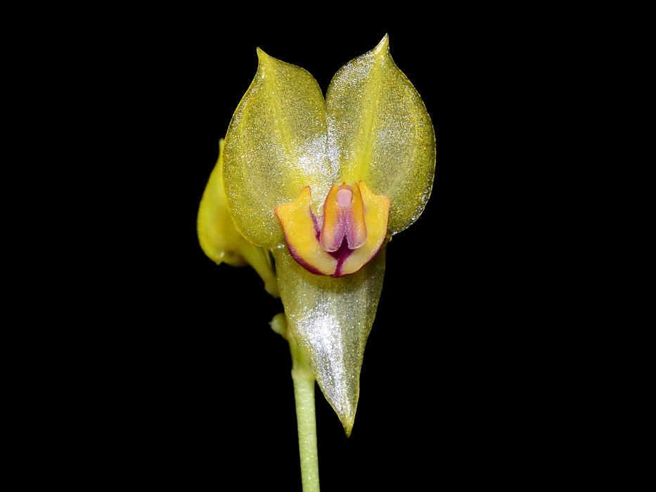 Lepanthes calliope