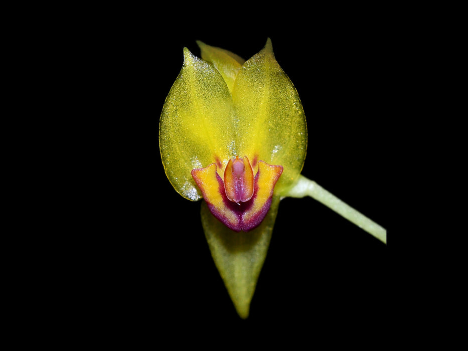 Lepanthes calliope