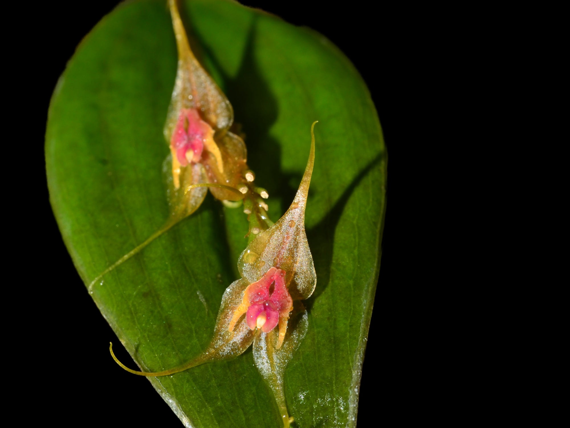 Lepanthes [ calodictyon Calocerca ] Lths. felis レパンテス