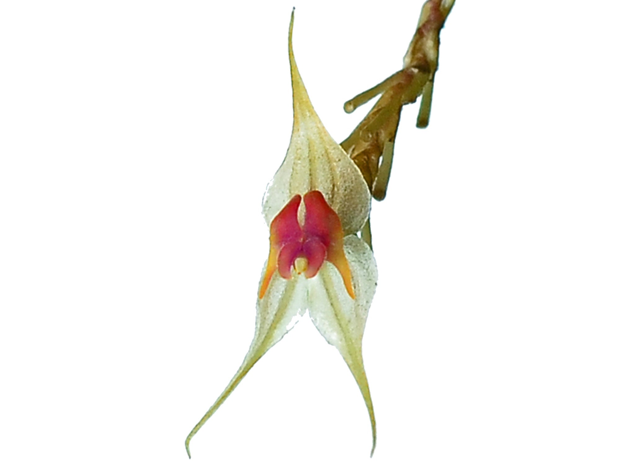 Lepanthes [ calodictyon Calocerca ] Lths. felis レパンテス