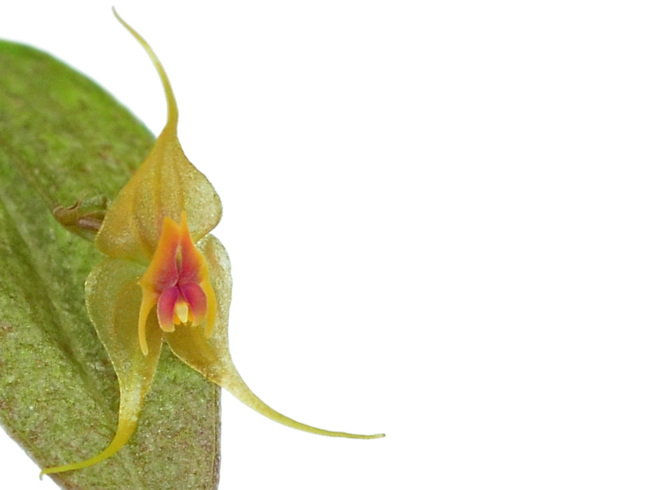 Lepanthes calocerca