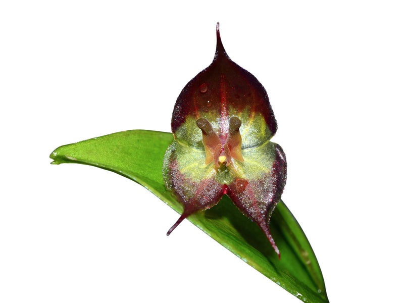 Lepanthes calocerca x Lepanthes felis