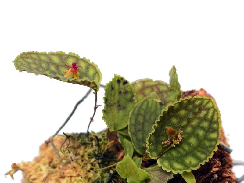 Lepanthes calodictyon