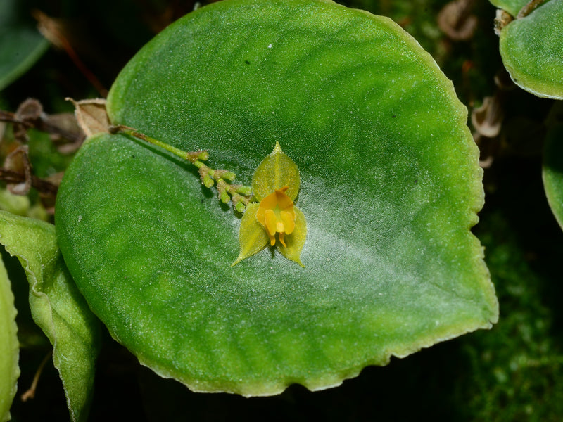 Lepanthes calodictyon f. ivanoflava