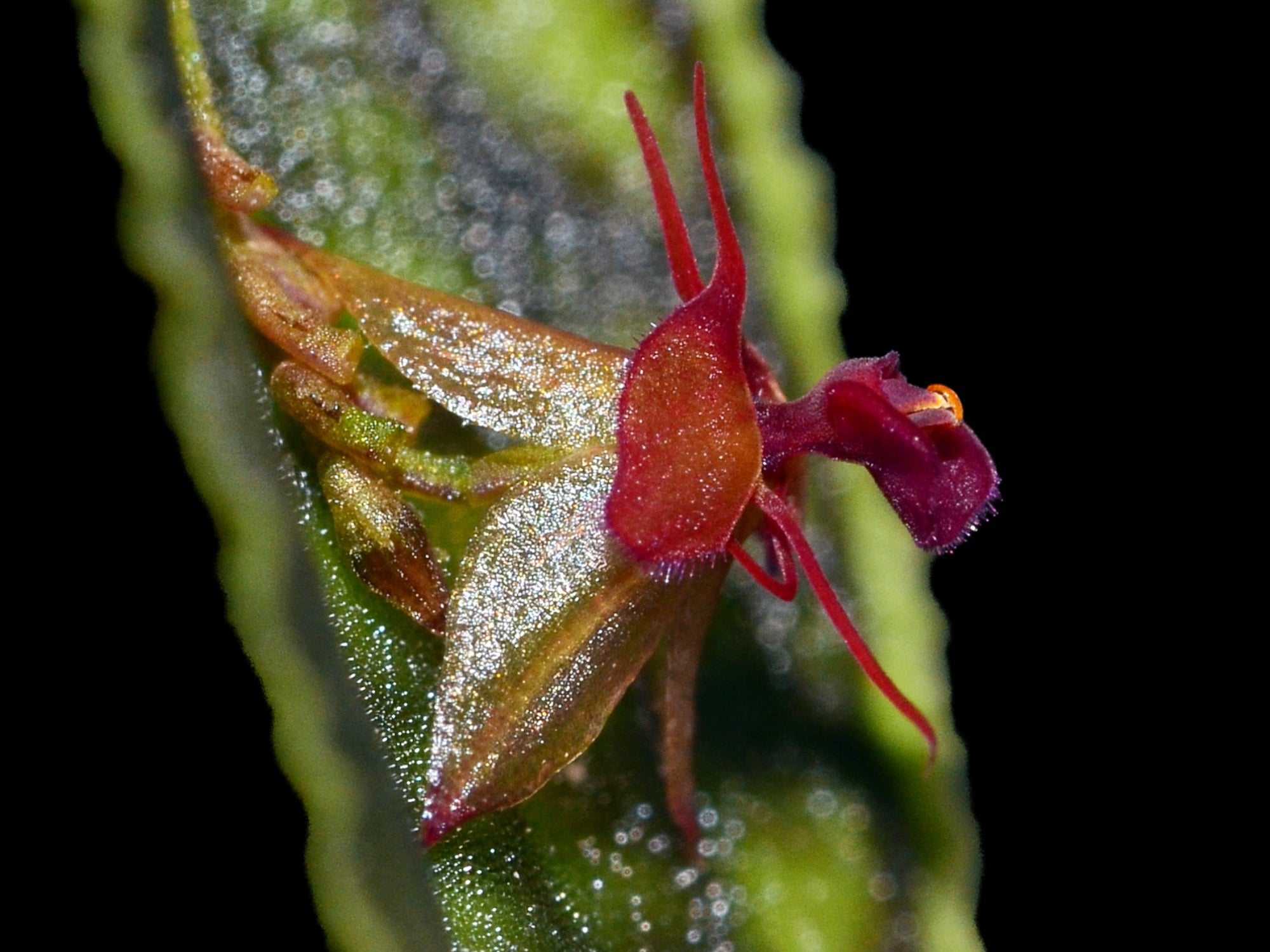 Lepanthes calodictyon — Ecuagenera Orquídeas del Ecuador
