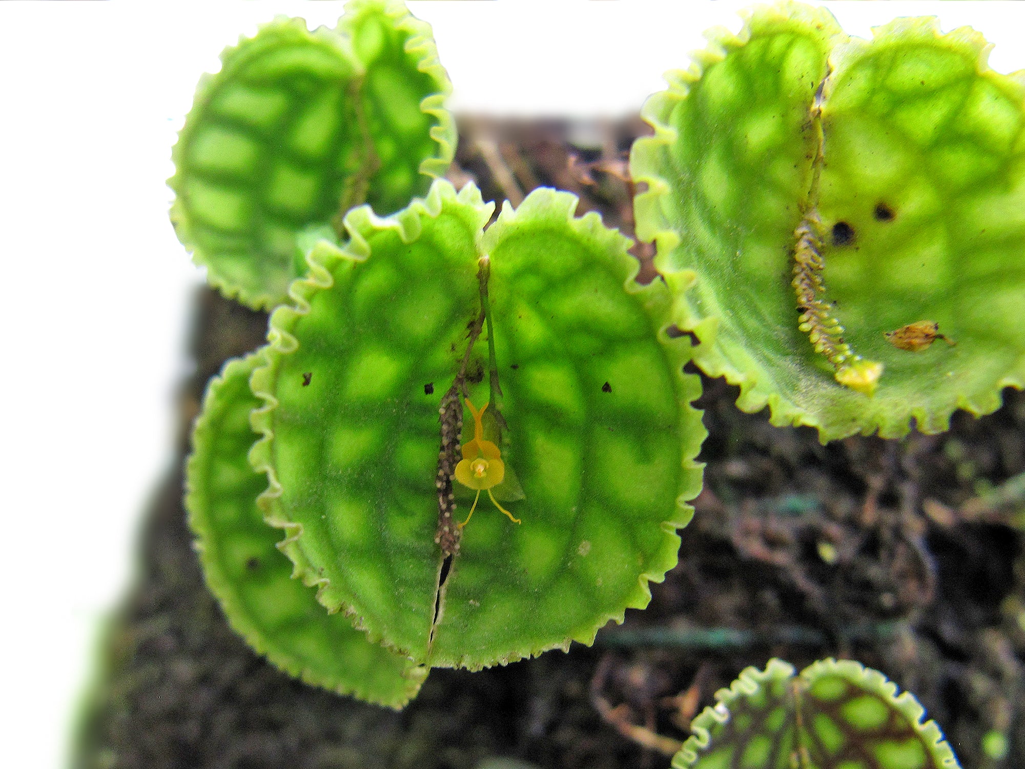 Lepanthes calodictyon f. ivanoflava