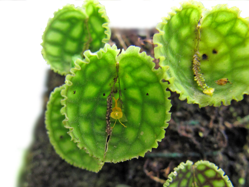 Lepanthes calodictyon f. ivanoflava