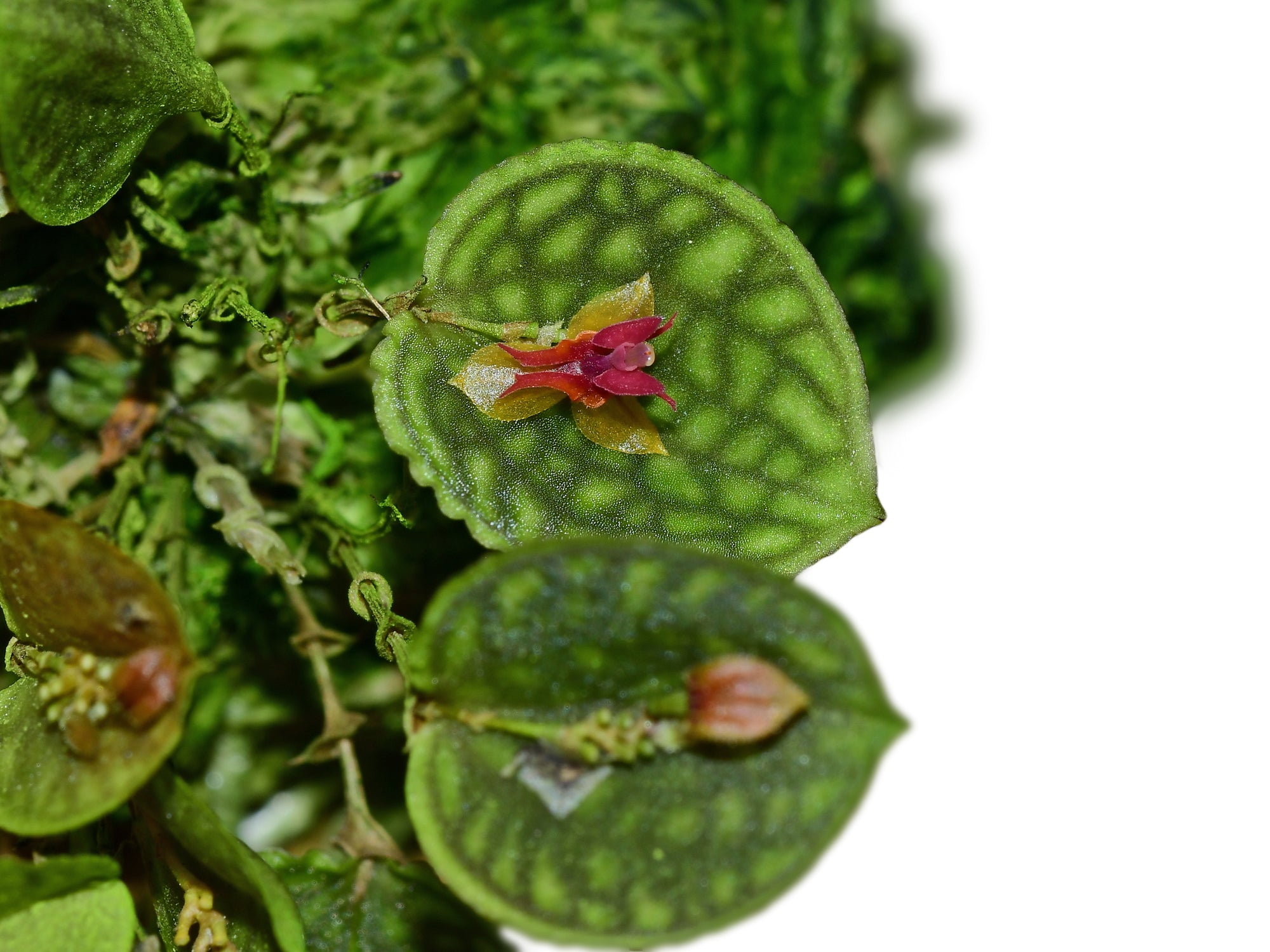 その他観葉植物 Lepanthes calodictyon Lepanthes calodictyon × ova-rajae – Primary Hybrid Miniature