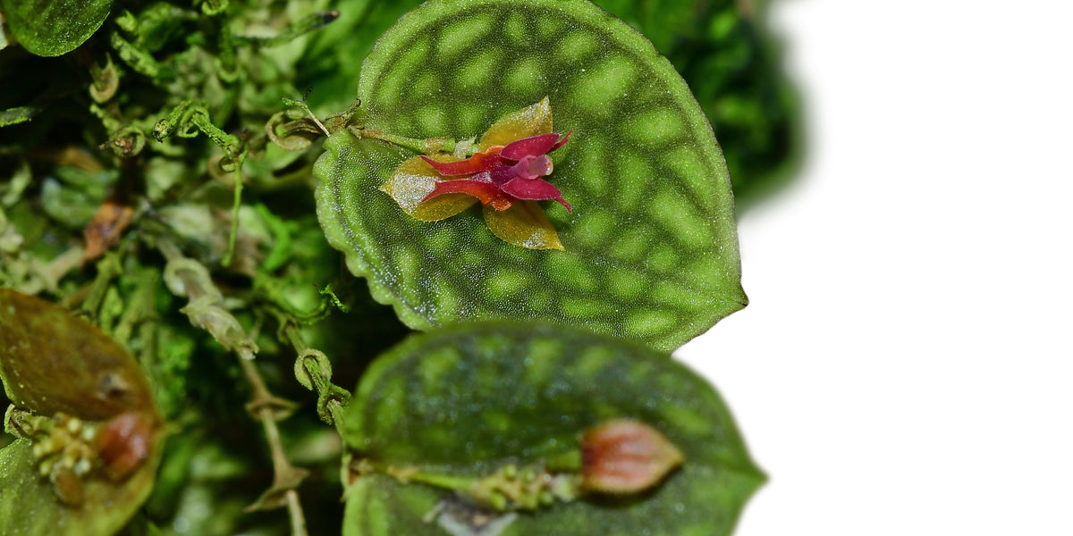 Lepanthes calodictyon × ova-rajae – Primary Hybrid Miniature