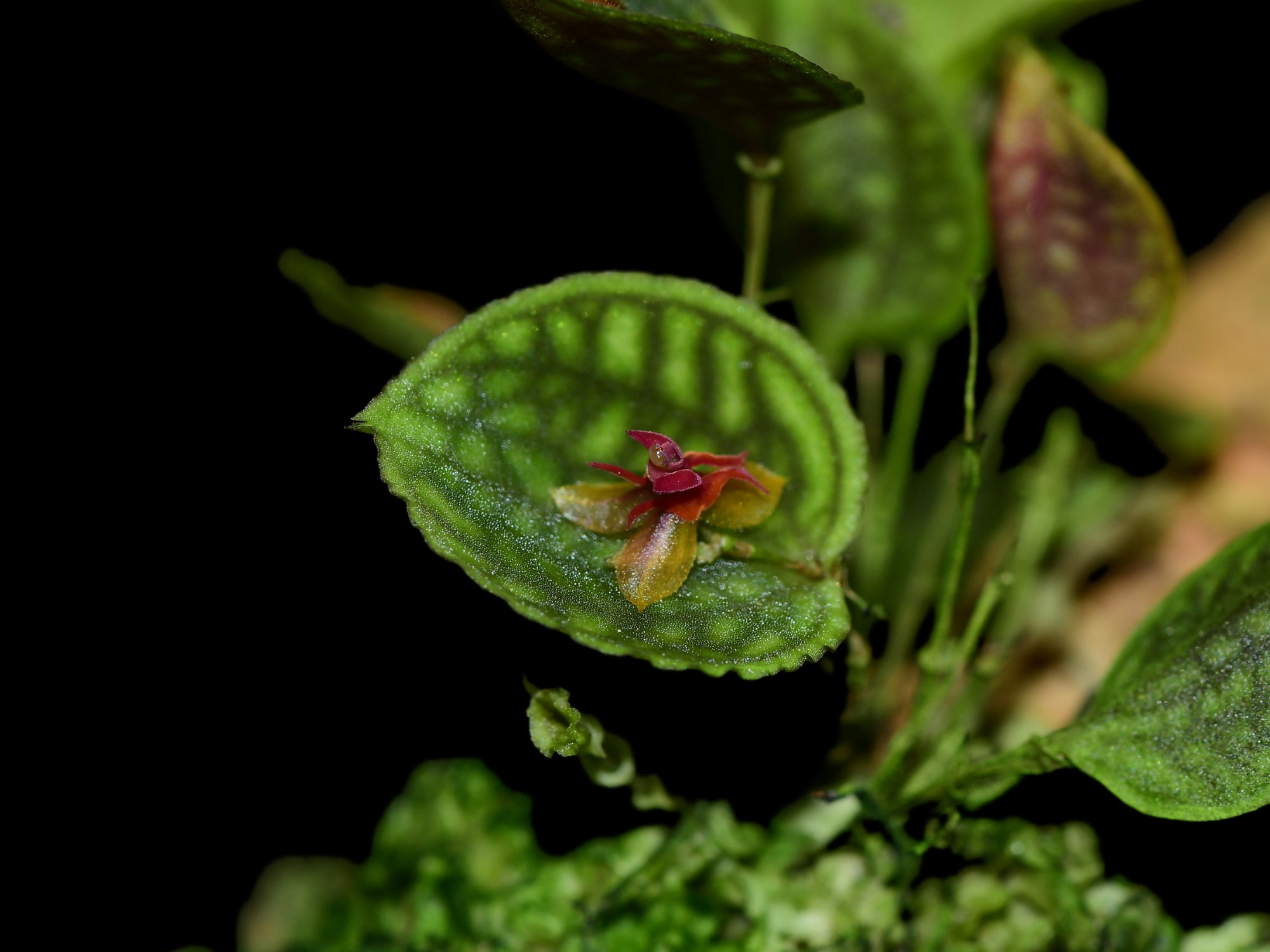 lepanthes calodictyon 人気種 レパンテスエクアドルパルダ Lepanthes