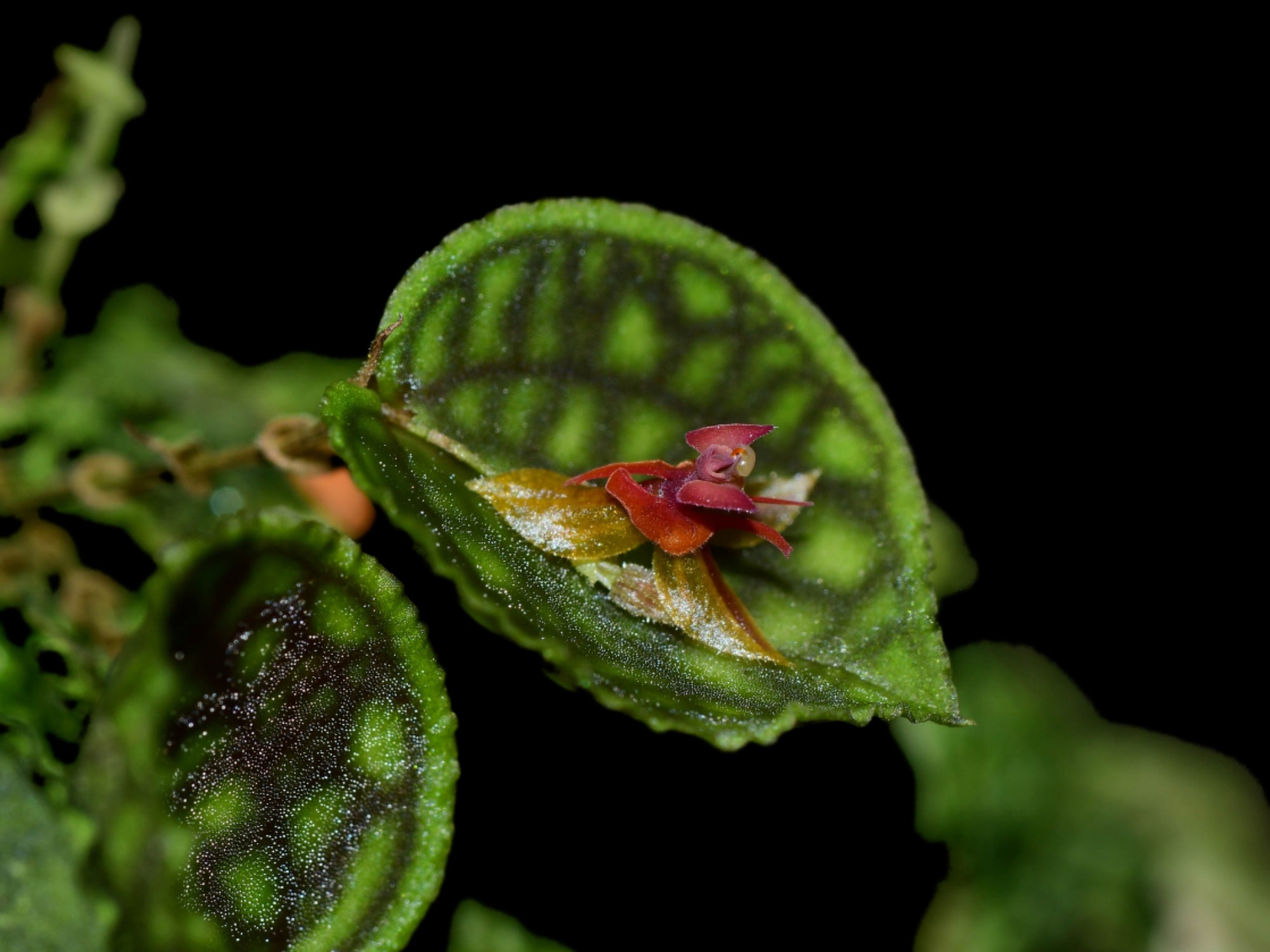 Lepanthes calodictyon x Lths. ova-rajae — Ecuagenera Orquídeas del