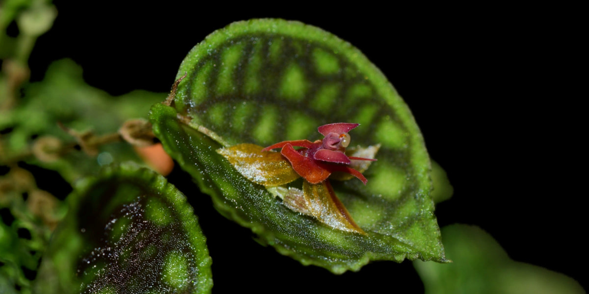 Lepanthes calodictyon x Lths. ova-rajae — Ecuagenera Orquídeas del