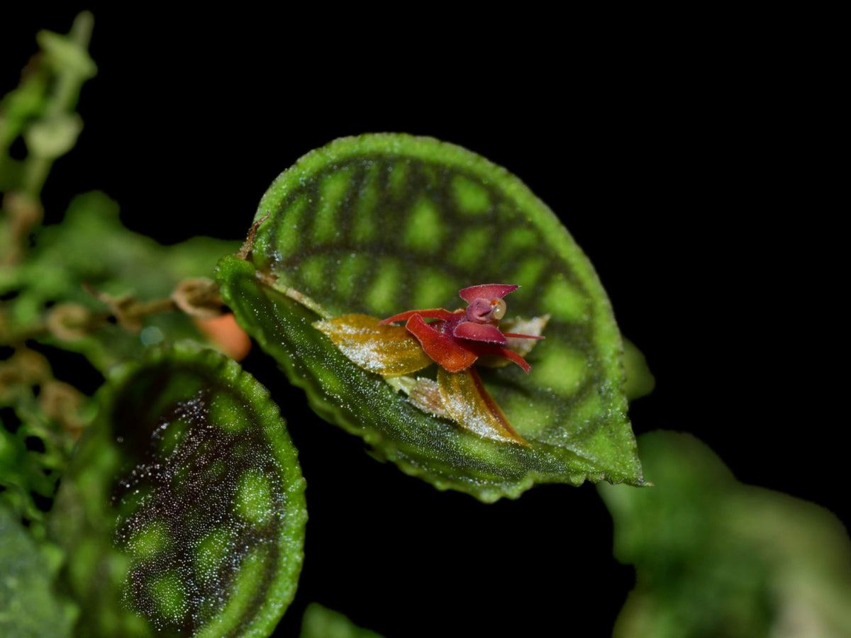Lepanthes calodictyon x Lths. ova-rajae — Ecuagenera Orquídeas del