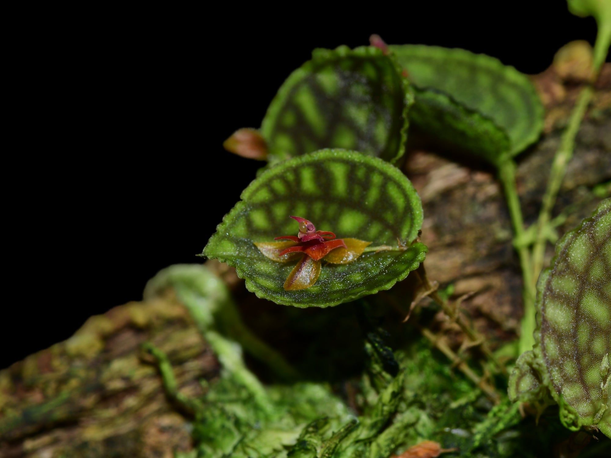 Lepanthes calodictyon x Lths. ova-rajae — Ecuagenera Orquídeas del