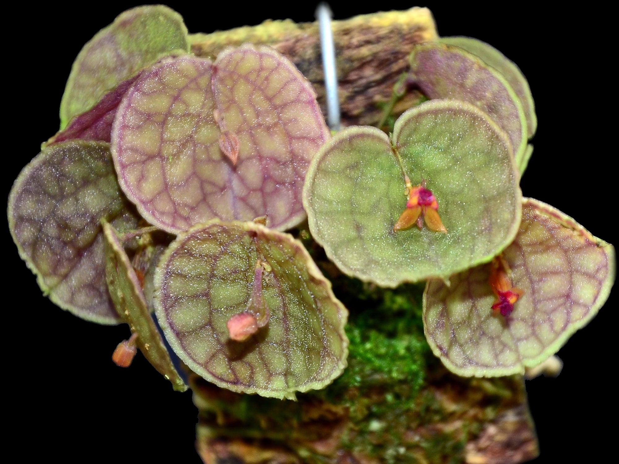 lepanthes calodictyon 人気種　レパンテスエクアドルパルダ Lepanthes calodictyon x Lths. ova-rajae — Ecuagenera Orquídeas del
