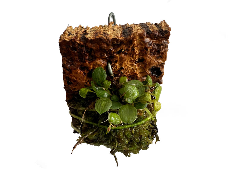 Lepanthes calophlebia