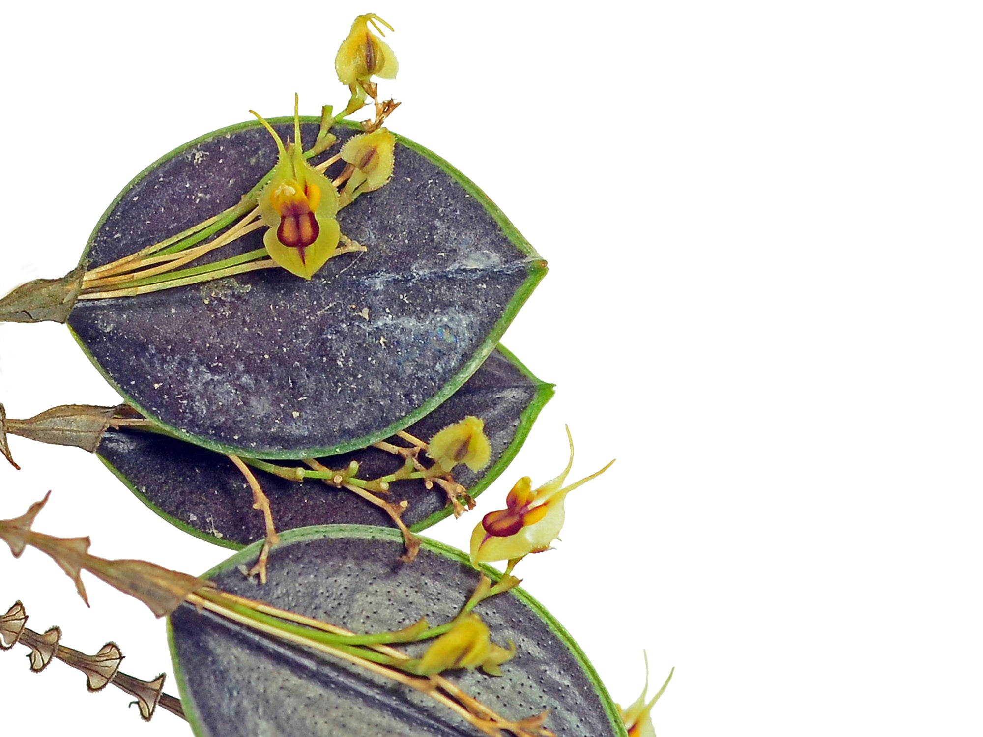 Lepanthes caloura