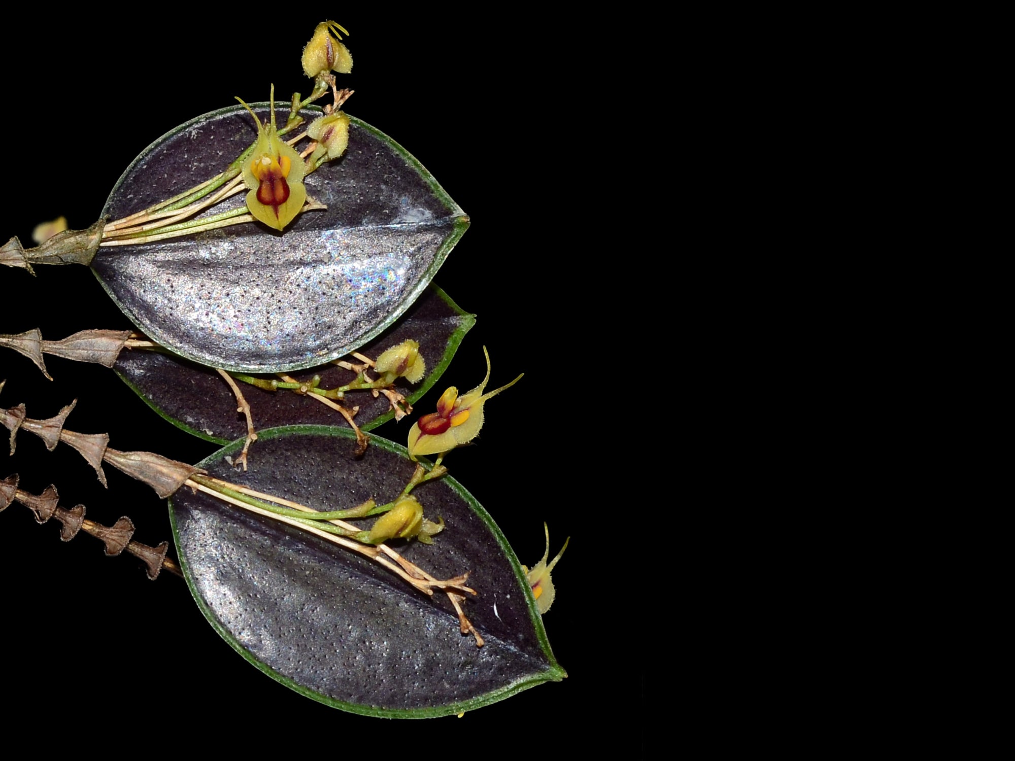 Lepanthes caloura — Ecuagenera Orquídeas del Ecuador