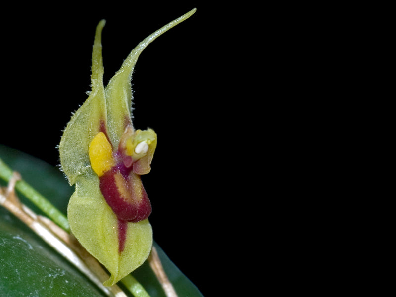 Lepanthes caloura