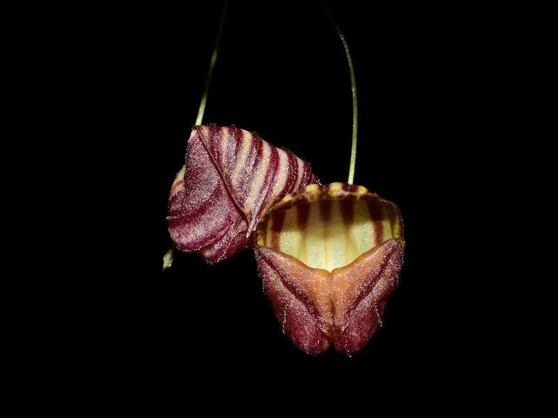 Lepanthes caprimulgus