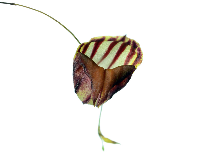 Lepanthes caprimulgus