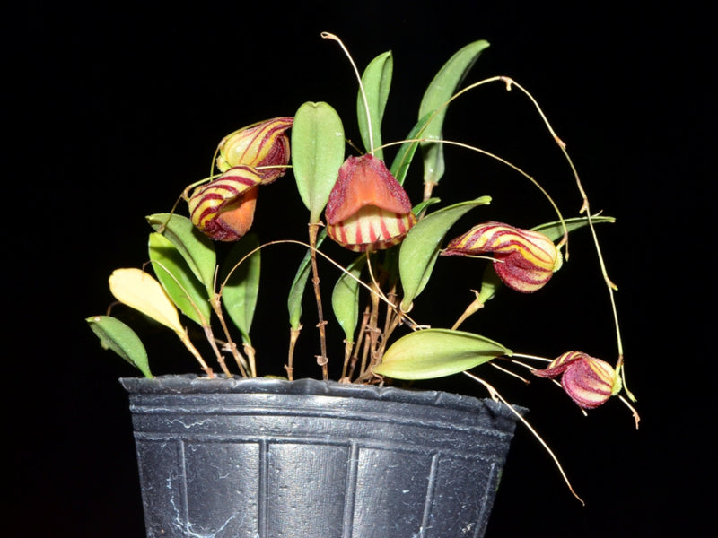 Lepanthes caprimulgus