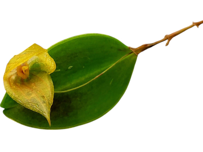 Lepanthes caprimulgus x Lepanthes Andean Flame