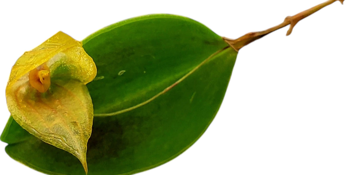 Lepanthes_caprimulgus_x_Lepant