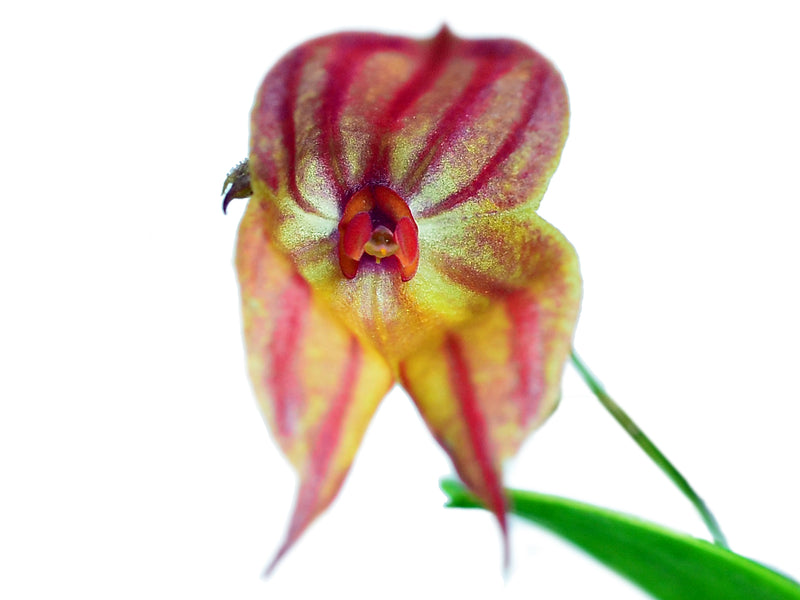 Lepanthes caprimulgus x Lepanthes helgae