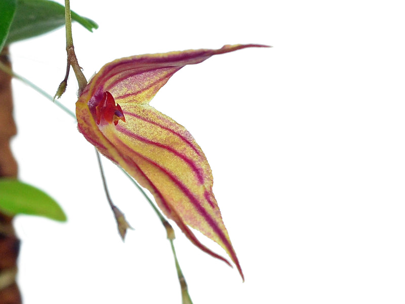 Lepanthes caprimulgus x Lepanthes helgae