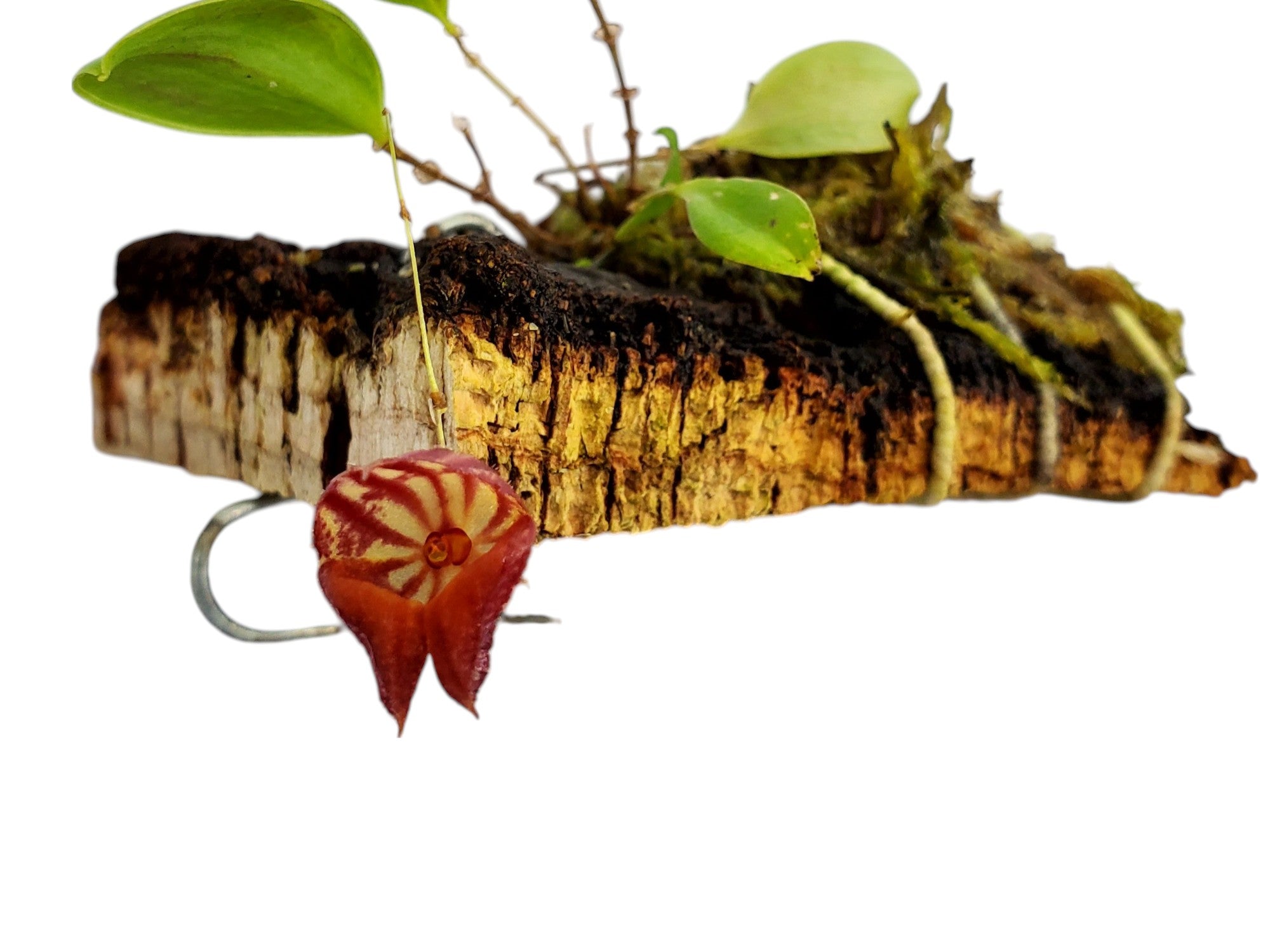 Lepanthes caprimulgus x Lepanthes portillae