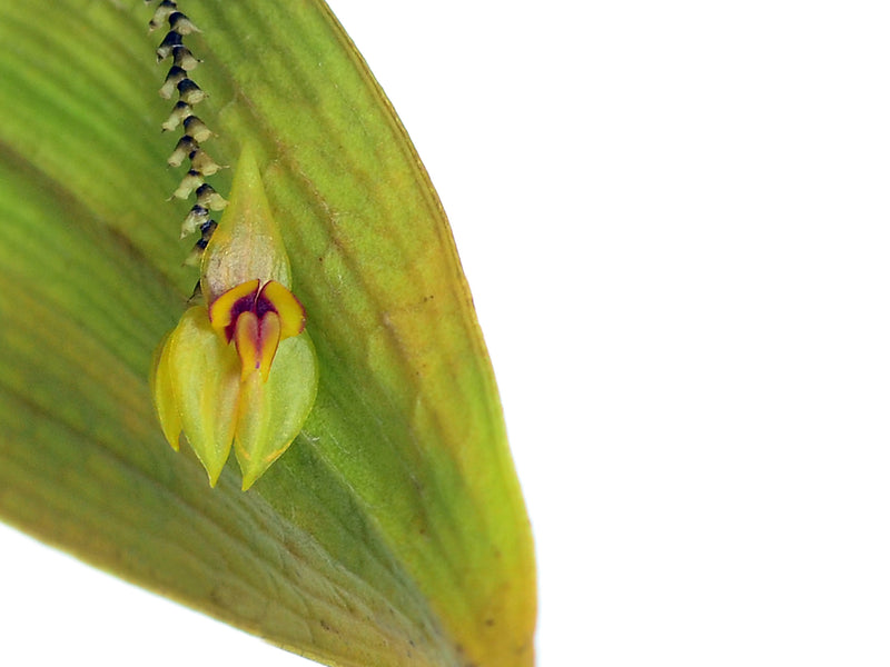 Lepanthes carinata
