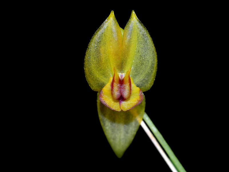 Lepanthes carinata