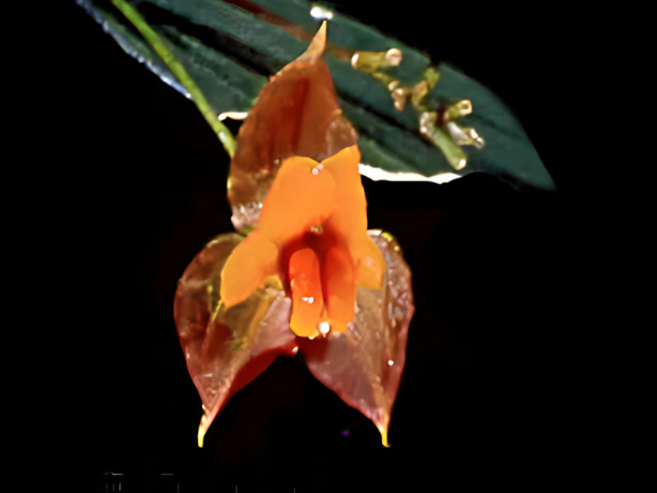 Lepanthes cascajalensis