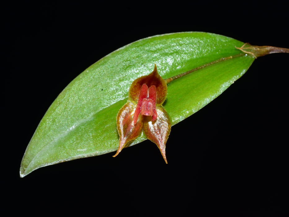 Lepanthes cascajalensis x Lepanthes pelvis