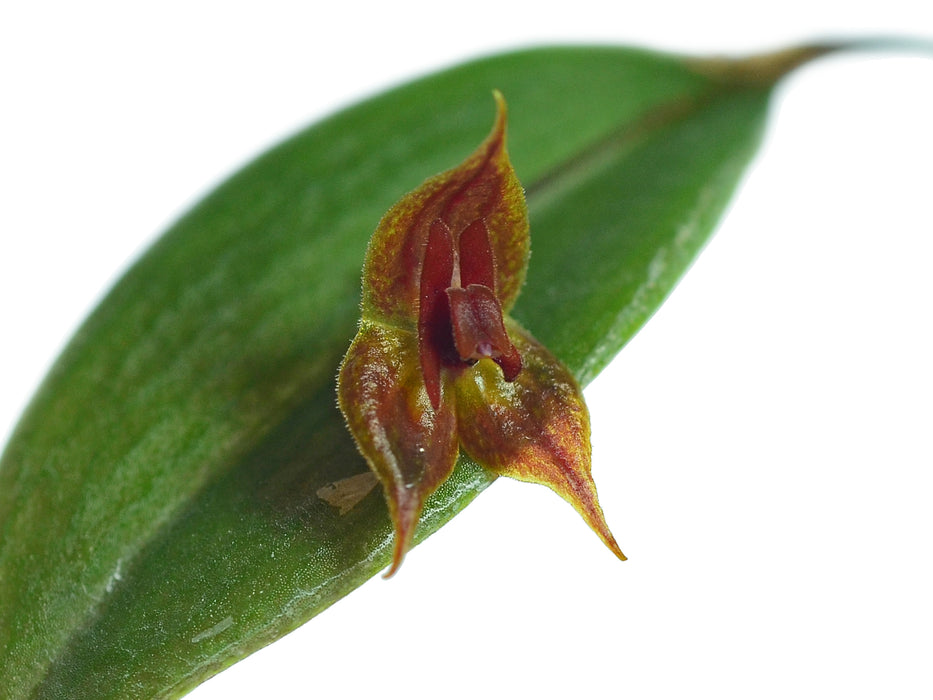 Lepanthes cascajalensis x Lepanthes pelvis