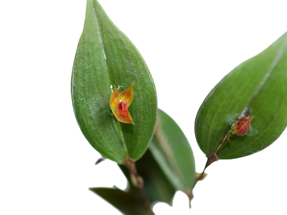 Lepanthes cascajalensis x Lepanthes pelvis