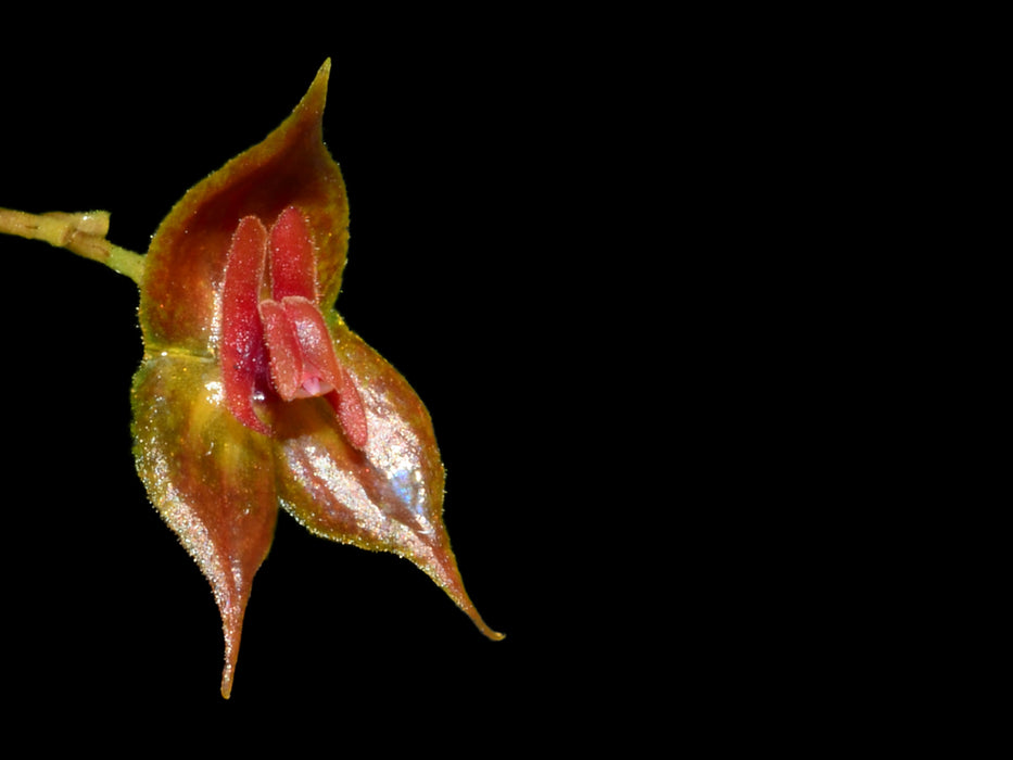 Lepanthes cascajalensis x Lepanthes pelvis