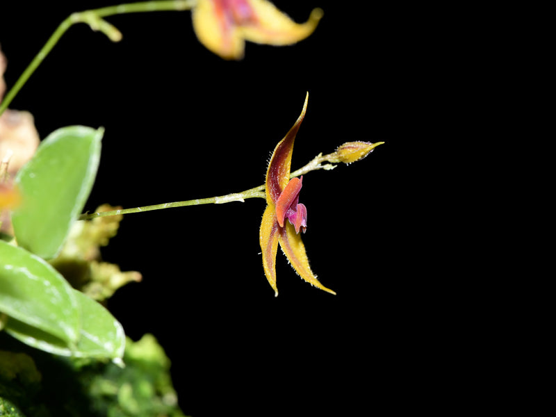 Lepanthes caudata x Lepanthes pulchella