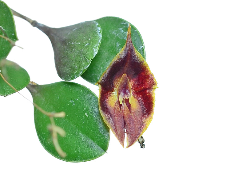 Lepanthes chelonion
