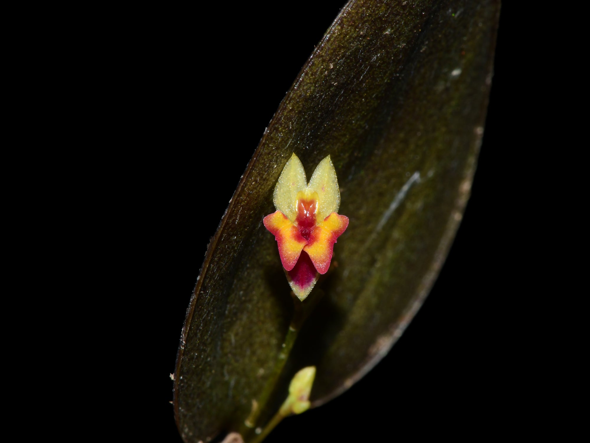 Lepanthes chorista — Ecuagenera Orquídeas del Ecuador